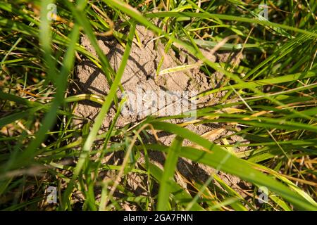 Ant hill mound amongst the grass in countryside meadow, Surrey, England, UK, summer, July 2021 Foto Stock