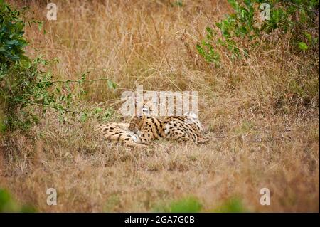 Serval mit Jungtier (Leptailurus serval), Parco Nazionale Serengeti, Tansania, Afrika |Serval con cub succhiante (Leptailurus serval), Serengeti Natia Foto Stock