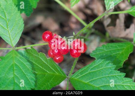 Rubus saxatilis, frutti di bosco di pietra su twig closeup fuoco selettivo Foto Stock