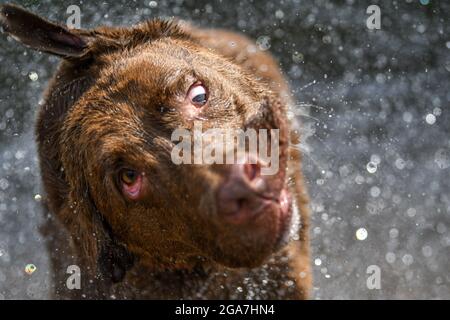 Cane pazzo / cane sciocco scuotere via acqua - faccia sciocca con occhi selvaggi e strana espressione Foto Stock