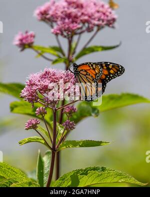 Monarch butterfly Danaus plexippus su Eutrochium purpurpureum fiore rosa nell'Adirondack state Park New York migrazione farfalla Foto Stock