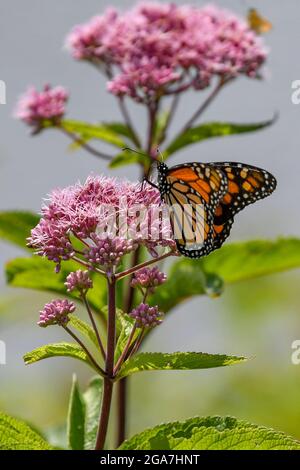 Monarch butterfly Danaus plexippus su Eutrochium purpurpureum fiore rosa nell'Adirondack state Park New York migrazione farfalla Foto Stock