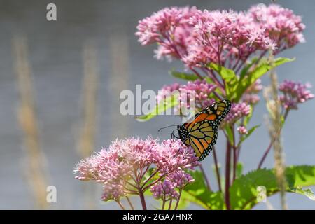 Monarch butterfly Danaus plexippus su Eutrochium purpurpureum fiore rosa nell'Adirondack state Park New York migrazione farfalla Foto Stock