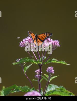 Monarch butterfly Danaus plexippus su Eutrochium purpurpureum fiore rosa nell'Adirondack state Park New York migrazione farfalla Foto Stock