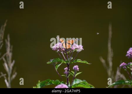 Monarch butterfly Danaus plexippus su Eutrochium purpurpureum fiore rosa nell'Adirondack state Park New York migrazione farfalla Foto Stock