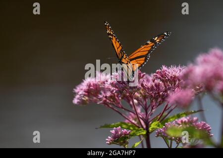 Monarch butterfly Danaus plexippus su Eutrochium purpurpureum fiore rosa nell'Adirondack state Park New York migrazione farfalla Foto Stock