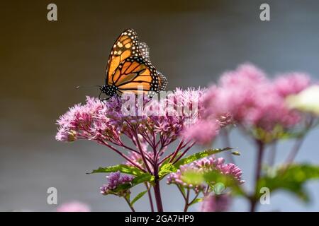 Monarch butterfly Danaus plexippus su Eutrochium purpurpureum fiore rosa nell'Adirondack state Park New York migrazione farfalla Foto Stock