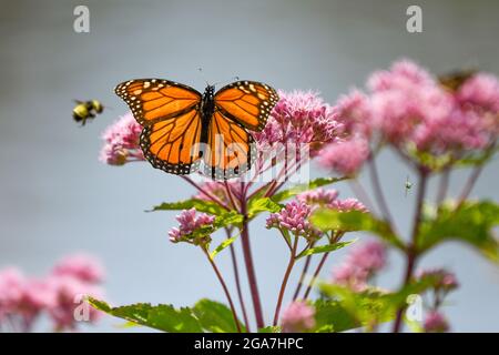 Monarch butterfly Danaus plexippus su Eutrochium purpurpureum fiore rosa nell'Adirondack state Park New York migrazione farfalla Foto Stock