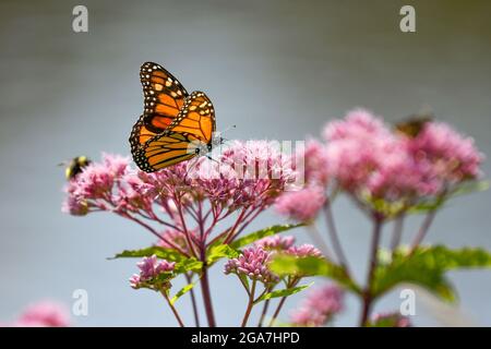 Monarch butterfly Danaus plexippus su Eutrochium purpurpureum fiore rosa nell'Adirondack state Park New York migrazione farfalla Foto Stock