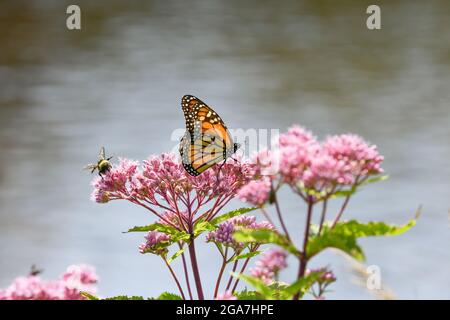 Monarch butterfly Danaus plexippus su Eutrochium purpurpureum fiore rosa nell'Adirondack state Park New York migrazione farfalla Foto Stock