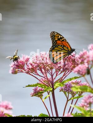 Monarch butterfly Danaus plexippus su Eutrochium purpurpureum fiore rosa nell'Adirondack state Park New York migrazione farfalla Foto Stock