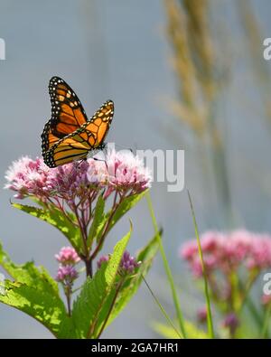 Monarch butterfly Danaus plexippus su Eutrochium purpurpureum fiore rosa nell'Adirondack state Park New York migrazione farfalla Foto Stock
