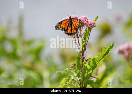 Monarch butterfly Danaus plexippus su Eutrochium purpurpureum fiore rosa nell'Adirondack state Park di New York Foto Stock