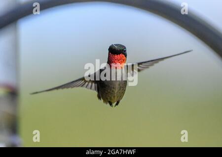 Colubris Archilochus, colubris di colibrì con gola di rubino, su un alimentatore di colibrì nell'Adirondack state Park di New York Foto Stock