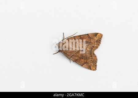 Dun-bar Moth (Cosmia trapezina) Foto Stock