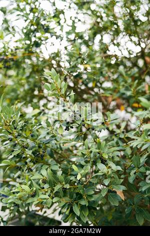 Olive nere tra foglie verdi su un olivo. Primo piano Foto Stock