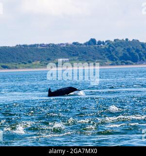 Delfini tursiopi selvatici, truncatus Tursiops che salta fuori dall'acqua, Chanonry Point, Black Isle, Moray Firth, Highland, Scozia Foto Stock