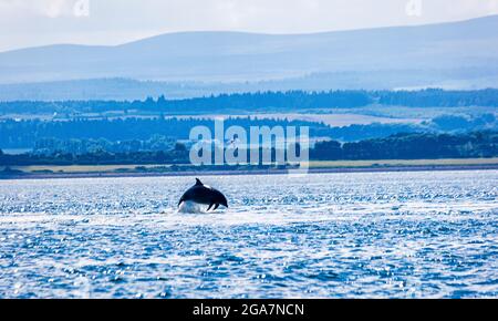 Delfini tursiopi selvatici, truncatus Tursiops, saltando fuori dall'acqua, Chanonry Point, Black Isle, Moray Firth, Highland, Scozia Foto Stock