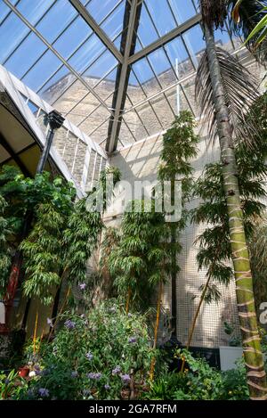 Piante alte nella serra, Buxton Pavilion Gardens, Derbyshire, Inghilterra. Foto Stock