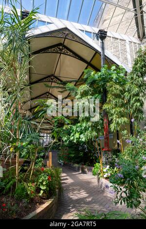 Piante alte nella serra, Buxton Pavilion Gardens, Derbyshire, Inghilterra. Foto Stock