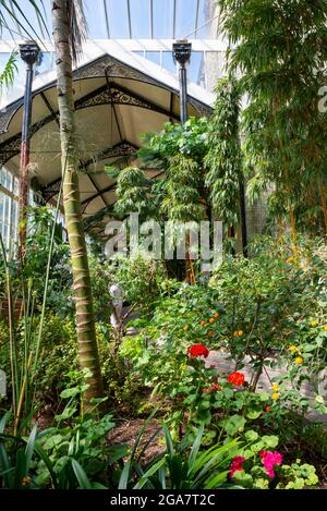 Piante alte nella serra, Buxton Pavilion Gardens, Derbyshire, Inghilterra. Foto Stock