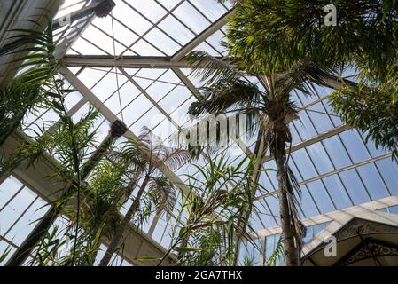 Alte palme e erbe nel giardino d'inverno, Buxton Pavilion Gardens, Derbyshire, Inghilterra. Foto Stock