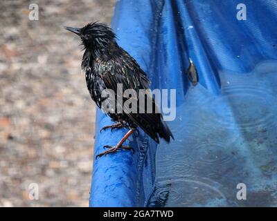 Sheerness, Kent, Regno Unito. 29 luglio 2021. UK Weather: Una starling prende un bagno di uccello in una grande pozza formata nella copertura della barca sinistra dopo la pioggia pesante su un giorno misto di sole & docce in Sheerness, Kent. Credit: James Bell/Alamy Live News Foto Stock