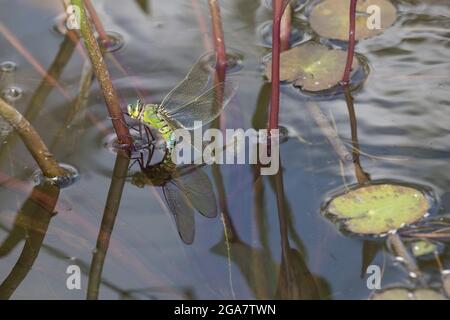 Singola femmina Imperatore dragonfly Anax imperatore che posa uova su piante di stagno UK Foto Stock