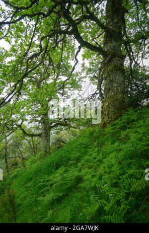 Enormi e invecchiati alberi di betulla tra felci su una montagna in Ancares Cervantes in Galizia Foto Stock