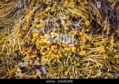 Vescica rack alghe marine, noto anche come tang nero, ravizzone, fungo vescica o quercia di mare Foto Stock