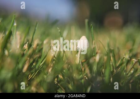 Comune inchiostro cappuccio fungo, Coprinopsis atramentaria, che cresce in erba fresca in una bella giornata di sole estate. Foto Stock