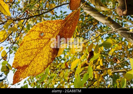 Noce, Juglans regia, in autunno Foto Stock
