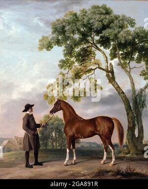 Stallone arabo di Lord Grosvenor con una Ginestra di George Stubbs (1724-1806), olio su tela, c.1765 Foto Stock