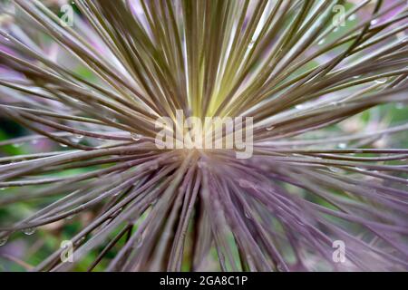 Allium schubertii, comunemente chiamato cipolla Tumbleweed, una parte centrale di un gigante, ombelico sferico in primo piano Foto Stock