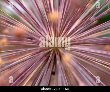 Allium schubertii, comunemente chiamato cipolla Tumbleweed, una parte centrale di un gigante, ombelico sferico in primo piano Foto Stock