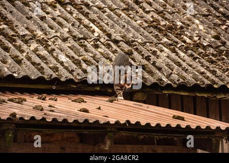 Gatto che cammina su un tetto di stagno. Foto Stock