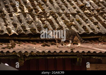 Gatto che cammina su un tetto di stagno. Foto Stock