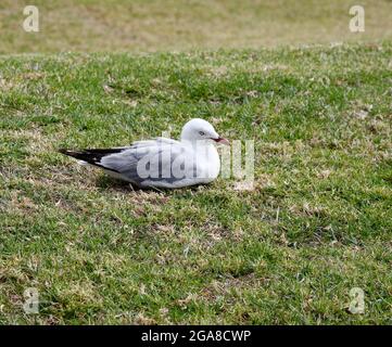 Gabbiano rosso-fatturato, ritratto, primo piano, vista laterale, seduto su erba, Uccelli di terra, Larus novaehollandiae, gabbiano d'argento, animale, fauna selvatica, Natura, Auckland, Foto Stock