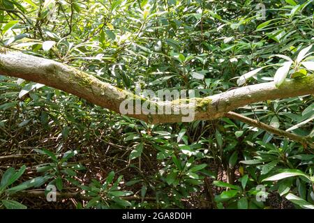 Muschio che cresce su un ramo di albero caduto in una foresta di Old Growth Foto Stock