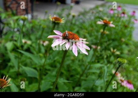 Ape di miele che impollinano un fiore viola del cono Foto Stock