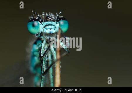 Damselfly blu comune maschile (Enallagma cyathigerum) con gocce d'acqua Foto Stock