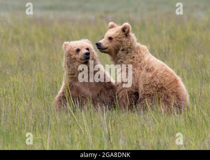 Due cuccioli di orso bruno costieri seduti in un prato, Silver Salmon Creek, Lake Clark National Park and Preserve, Alaska Foto Stock