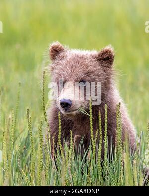 Un cucciolo costiero di orso bruno di un anno, seduto in un prato, Silver Salmon Creek, Lake Clark National Park and Preserve, Alaska Foto Stock