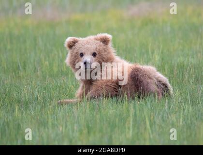 Orso bruno costiero (Ursus arctos) cucciolo riposante in un prato, Silver Salmon Creek, Lake Clark National Park, Alaska Foto Stock