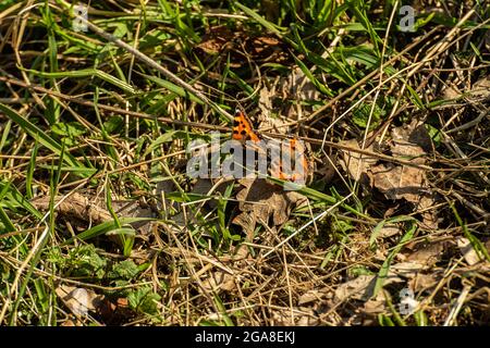 Due piccoli tortoiseshell Aglais urticae che giocano in erba Foto Stock