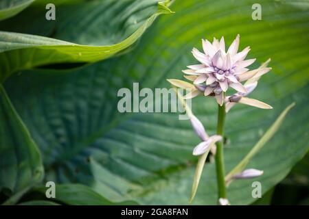 Imponente OHosta imperatrice Wu in fiore, ritratto di piante naturali Foto Stock