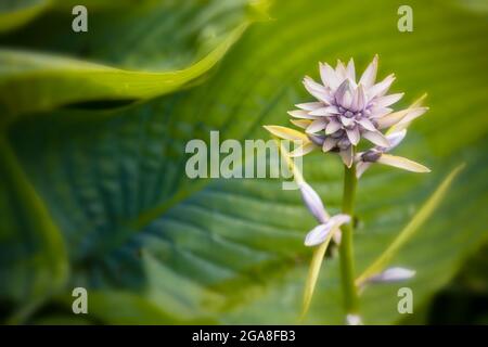 Imponente OHosta imperatrice Wu in fiore, ritratto di piante naturali Foto Stock