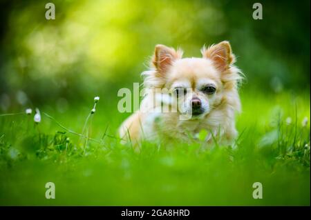 Piccolo chihuahua carino sdraiato in erba verde fresca. E' estate, il sole splende e i colori sono vibranti. Foto Stock