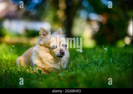 Piccolo chihuahua carino sdraiato in erba verde fresca. E' estate, il sole splende e i colori sono vibranti. Foto Stock