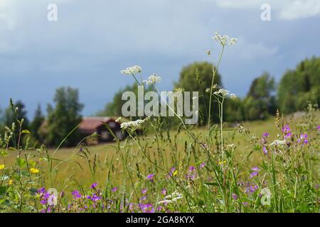 Prato in estate con fiori diversi Foto Stock